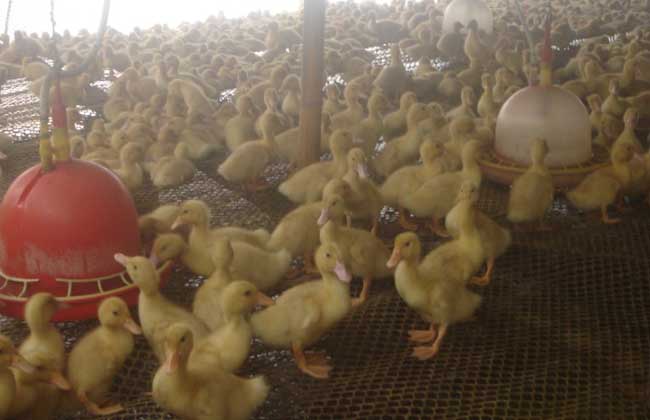 肉鸭高密度旱养技术与技术规范