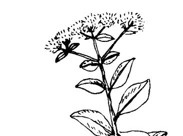 花卉的功效与作用