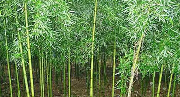 竹林造林方法 竹林种植技术