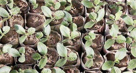 西葫芦种植时间
