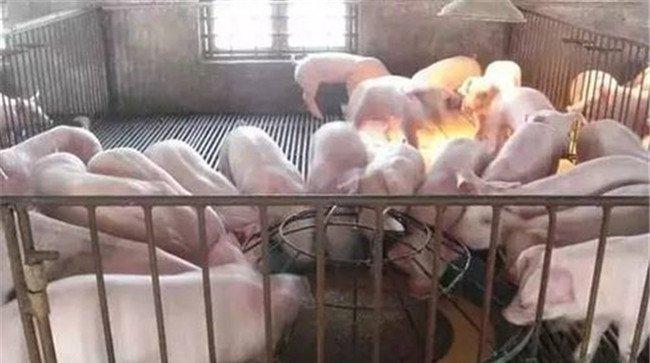 仔猪补饲方法