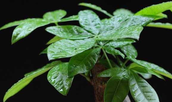 发财树修剪要注意哪些问题? 发财树种植方法