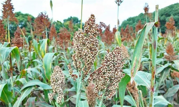 高粱的特点和优势