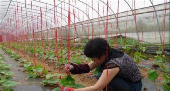 大棚甜瓜的定植方法