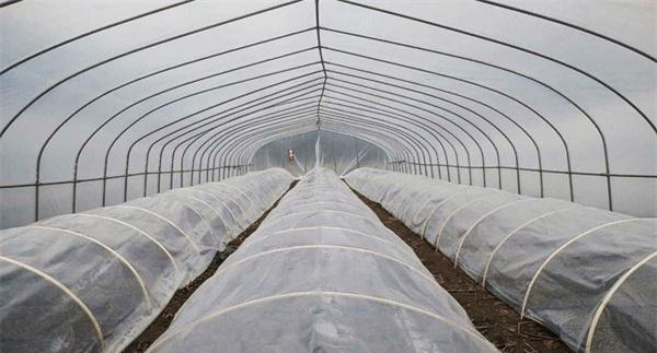 棚中棚防连阴雨雪天气造成的低温冷害
