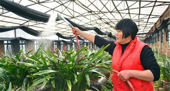 兰花浇水方法