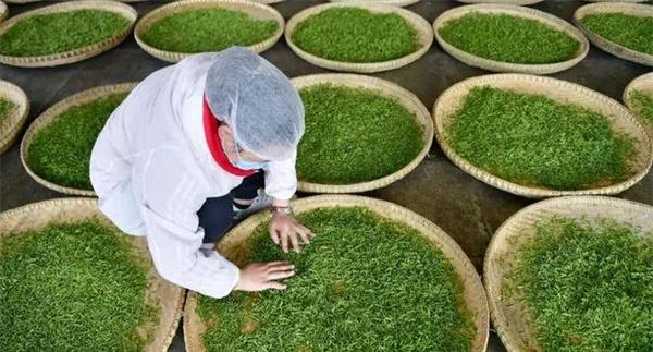 扁形名优绿茶手工制作的具体方法