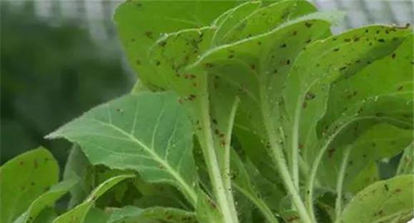 蚜虫的生物防治方法