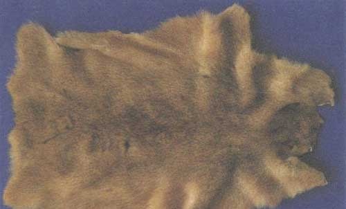 竹鼠的养殖前景 竹鼠饲养方法