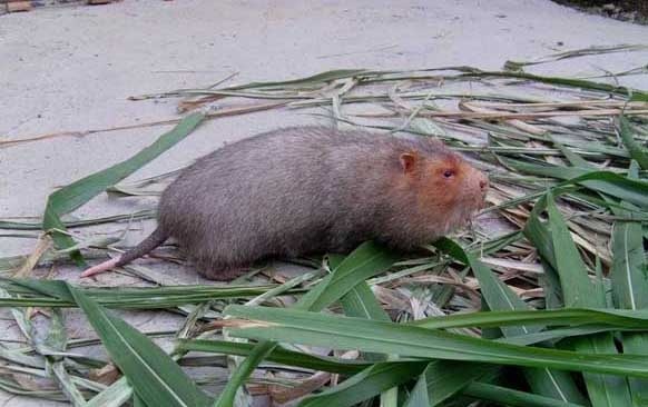 竹鼠的养殖前景 竹鼠饲养方法