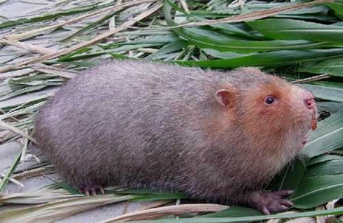 竹鼠的养殖前景 竹鼠饲养方法