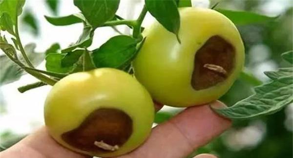 番茄脐腐病是如何形成的