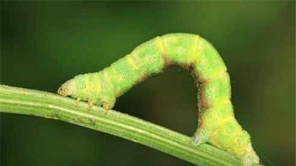 造桥虫的防治方法 造桥虫用什么药治好
