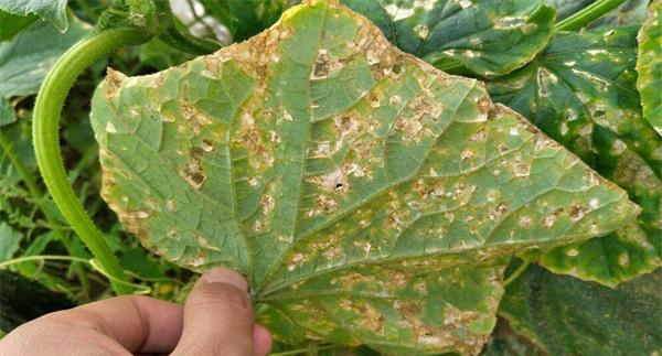 黄瓜细菌性角斑病的症状、发生规律与防治方法