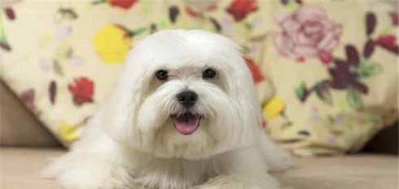 玩赏狗的主要特征