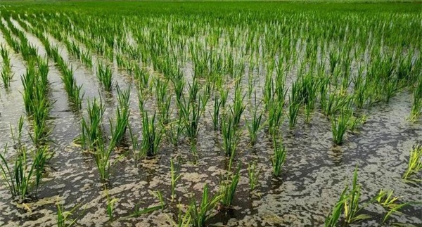 盐碱地对水稻危害