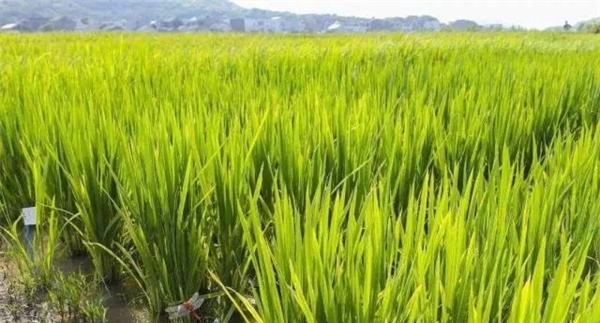 盐碱种植水稻注意事项