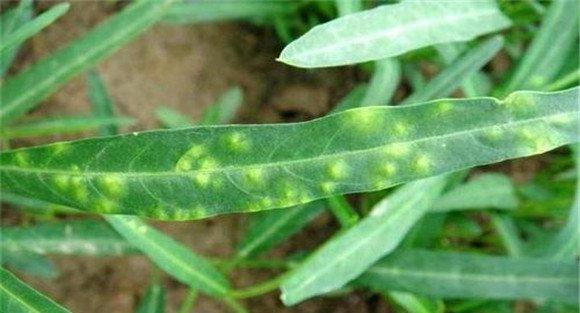 蕹菜白锈病的防治要点