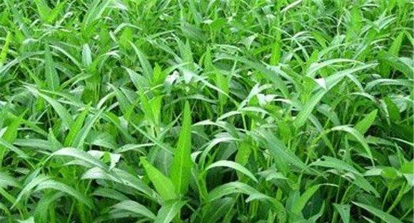蕹菜栽培的前景如何