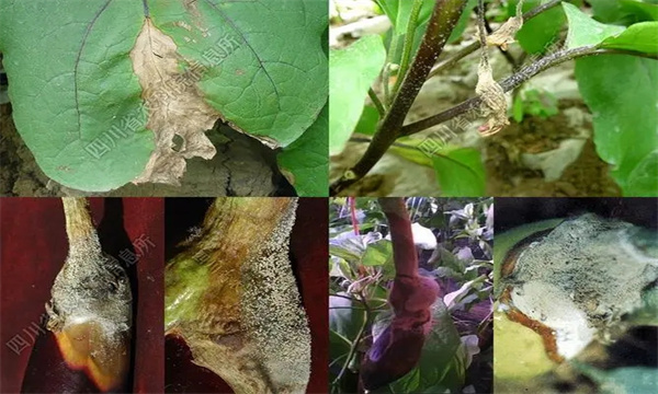 茄子灰霉病的症状有哪些