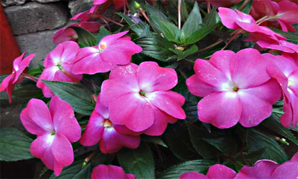 凤仙花需要哪些生长条件
