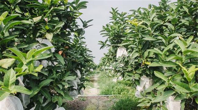 莲雾种植为什么要套袋
