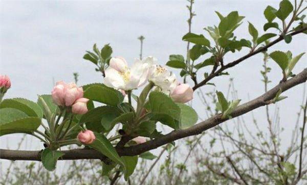 如何让苹果树提早结果、提前结果