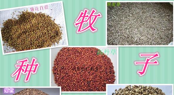 牧草种子