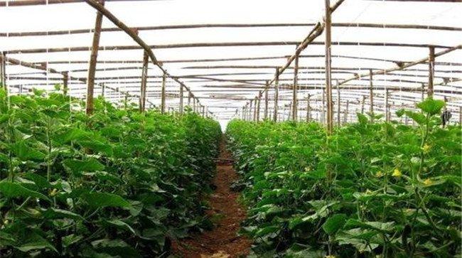 菜田有机肥合理施用对策