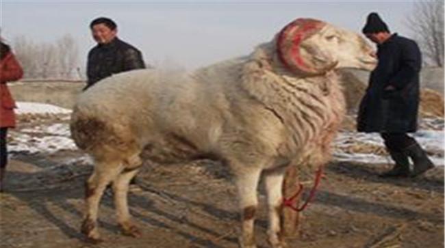 公羊不爬羊是什么原因
