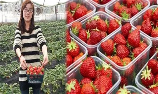 草莓采收时如何分级