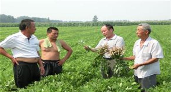 花生高产种植技术