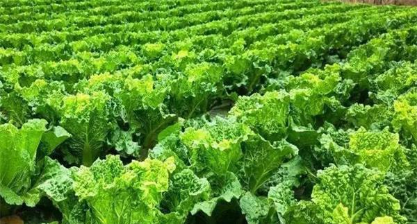 大白菜为什么要进行测土配方施肥