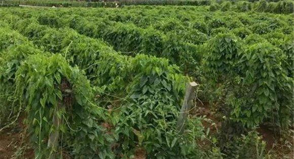 种植山药如何搭架引蔓