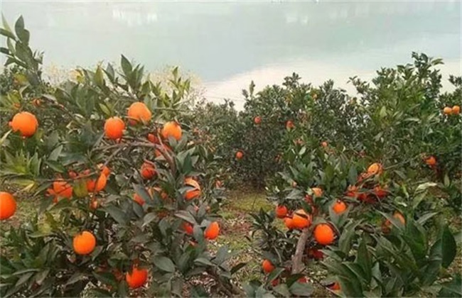 脐橙疏果