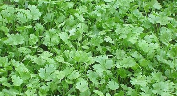 温室香菜怎么种