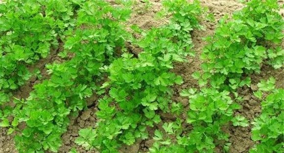 温室香菜的种植方法