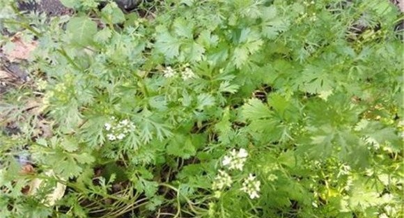 怎样预防香菜抽薹