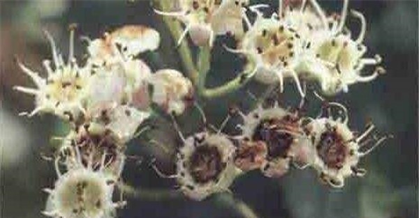 山楂花腐病的症状