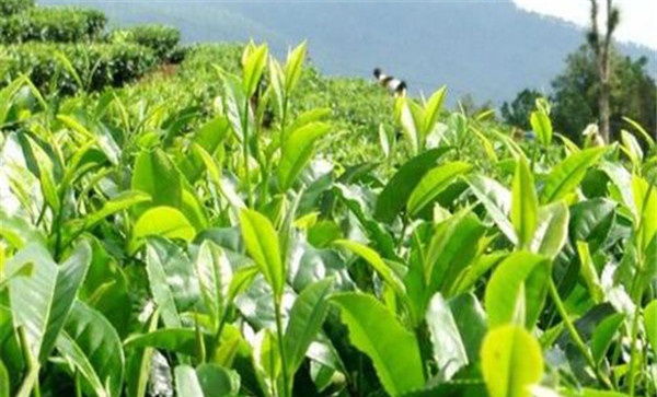 茶树引种的方法及其注意事项