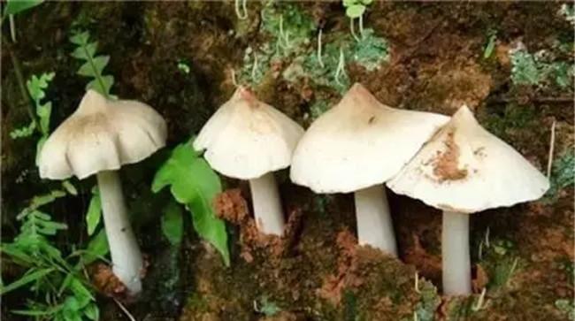 鸡纵菌一般长在什么地方