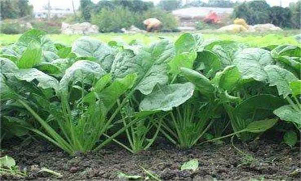 秋菠菜栽培有哪些技术要点