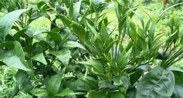 草甘膦药害的防治措施