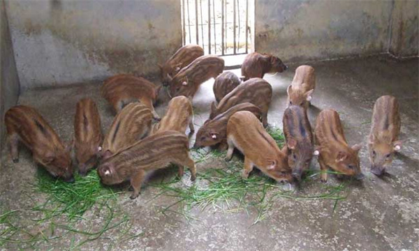 目前发展野猪养殖的优势有哪些