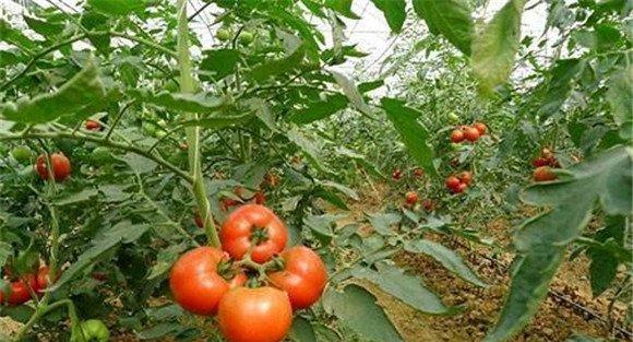 西红柿对磷肥的需求与施用方法