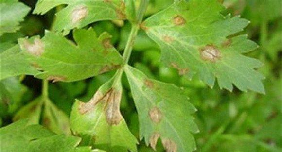 芹菜晚疫病用什么农药