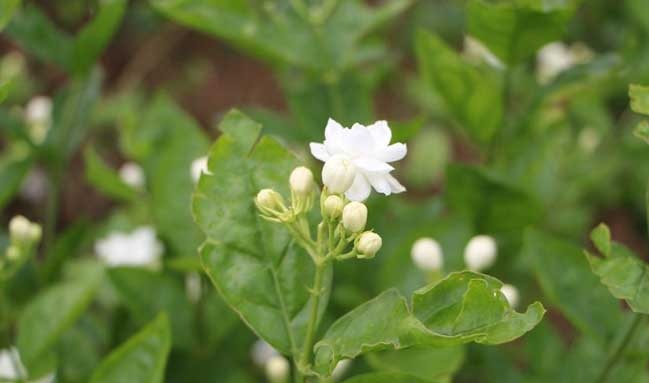 茉莉花的修剪方法