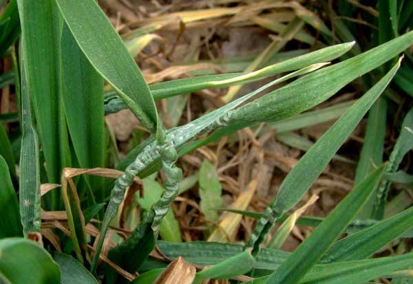 小麦纹枯病