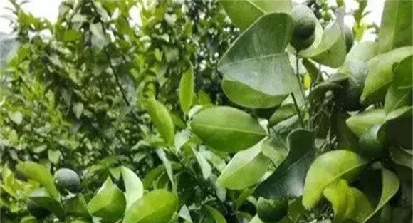 柑橘施什么肥料好