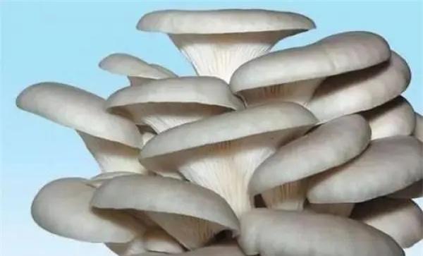 哪种方法栽培平菇产量高